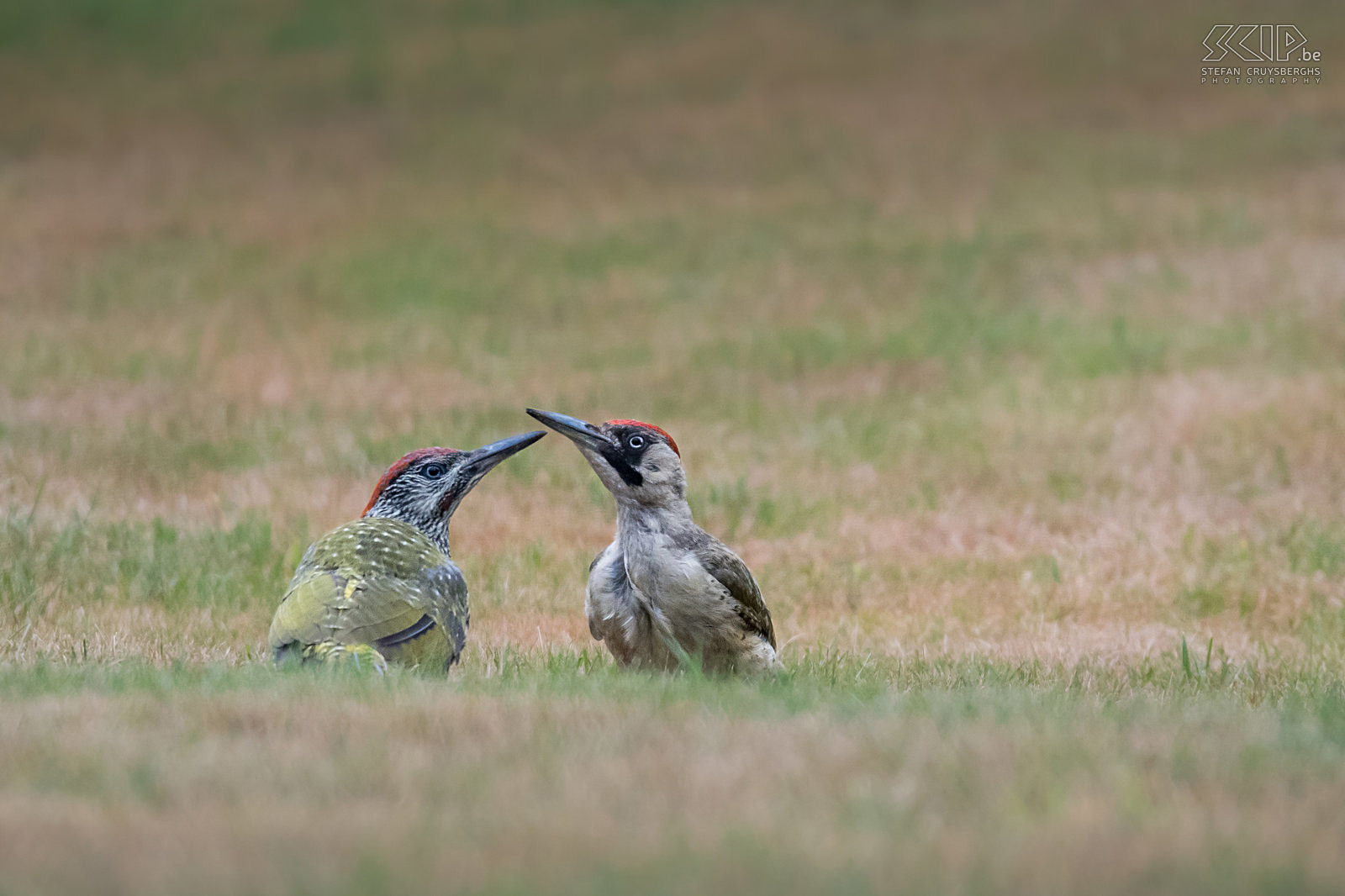 Groene spechten Jonge groene specht en z'n moeder (Green woodpecker, Picus viridis). De prachtige vogel heeft een luide lach en zoekt zijn eten (mieren, wormen, larven, kevers, …) voornamelijk op de grond. De jonge vogels hebben een gespikkeld verenkleed en de baardstreep (zwart bij vrouwtjes en rood bij mannetjes) is ook nog minder duidelijk.  Stefan Cruysberghs